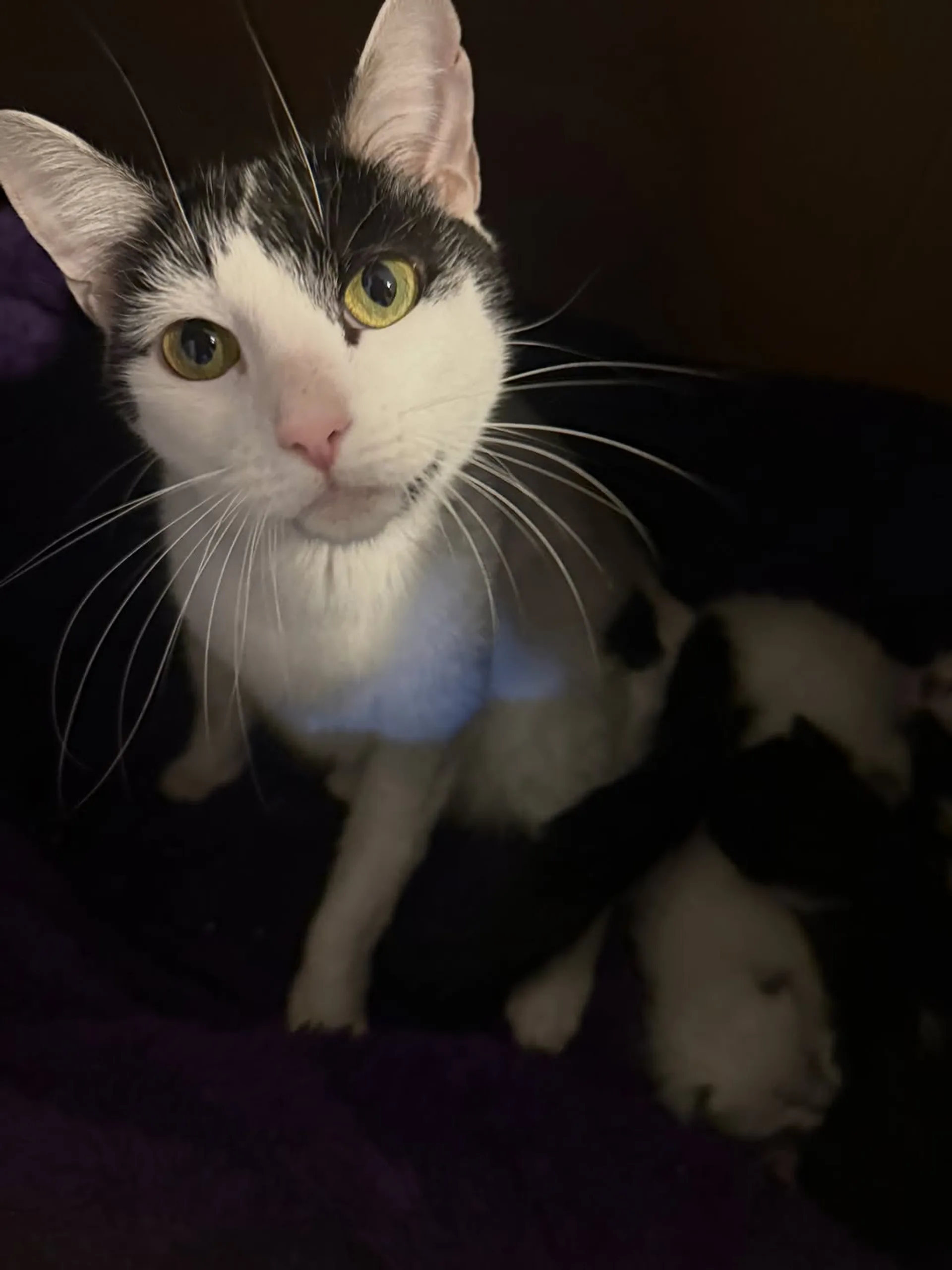 <p>Fundaci贸n Vida de Gatos Chile 馃悎鈥嶁瑳</p>